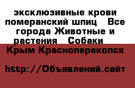 эксклюзивные крови-померанский шпиц - Все города Животные и растения » Собаки   . Крым,Красноперекопск